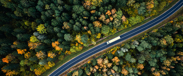 a road with trees and bushes